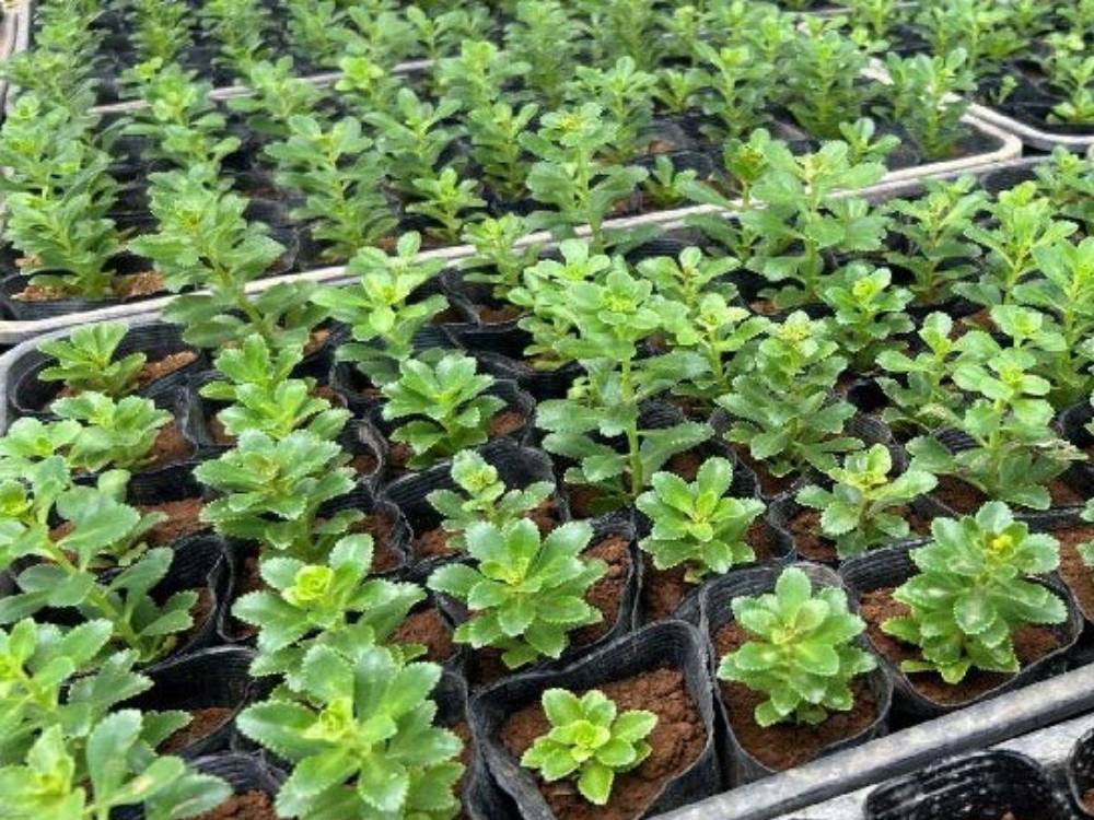 四季彩キリンソウの写真