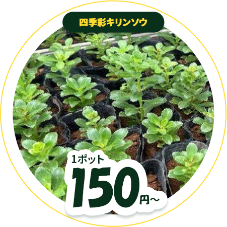 四季彩キリンソウのイメージ