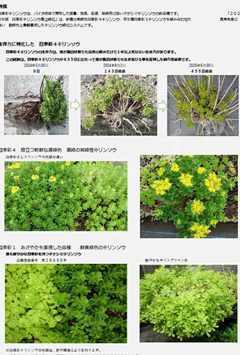 四季彩キリンソウ緑化システム仕様書